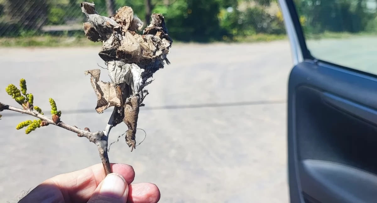 Interwencje, Plaga Łobdowie zażegnana - zdjęcie, fotografia