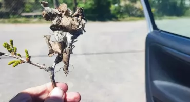 Plaga w Łobdowie zażegnana